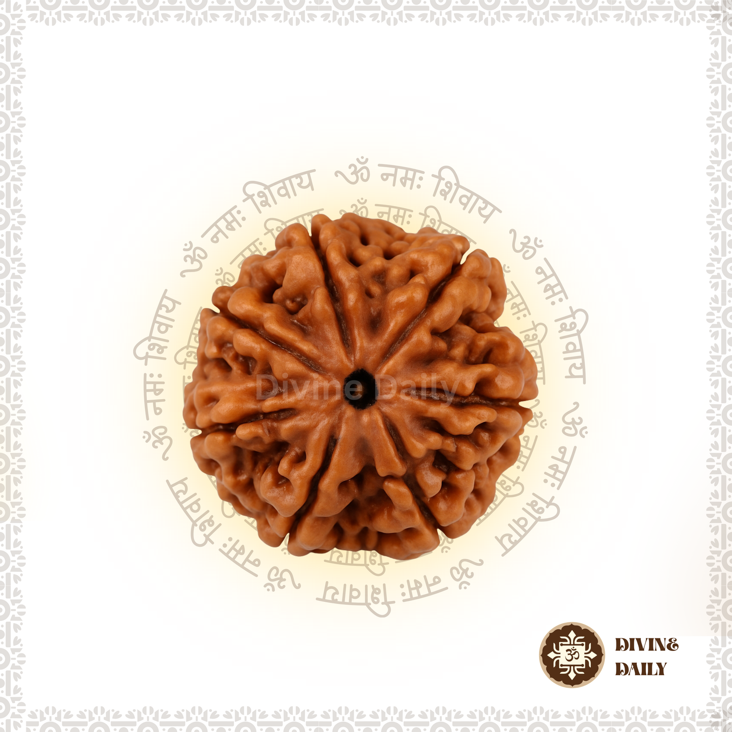 07 Mukhi Lab Tested Rudraksha
