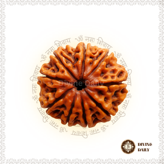 09 Mukhi Lab Tested Rudraksha