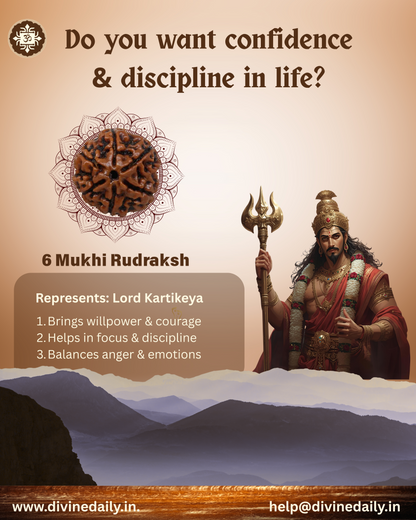 06 Mukhi Lab Tested Rudraksha
