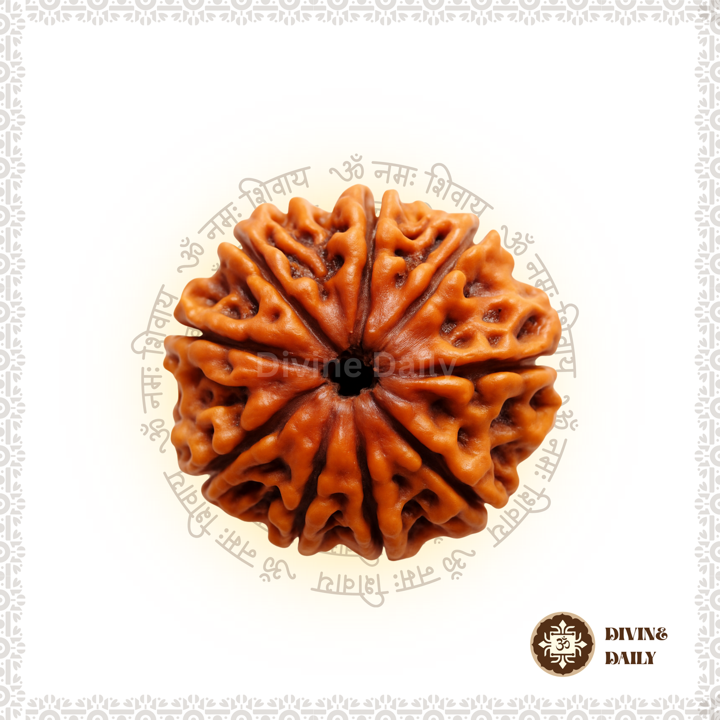 06 Mukhi Lab Tested Rudraksha